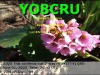 YO8CRU