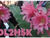 1_DL2HSK