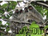 RA4UDC